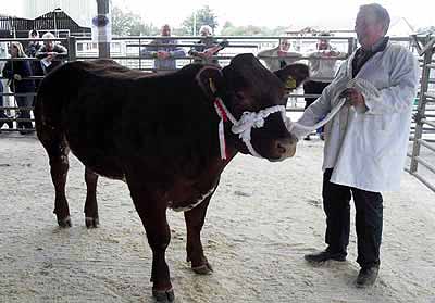 Cross Bred Champ From J Timm